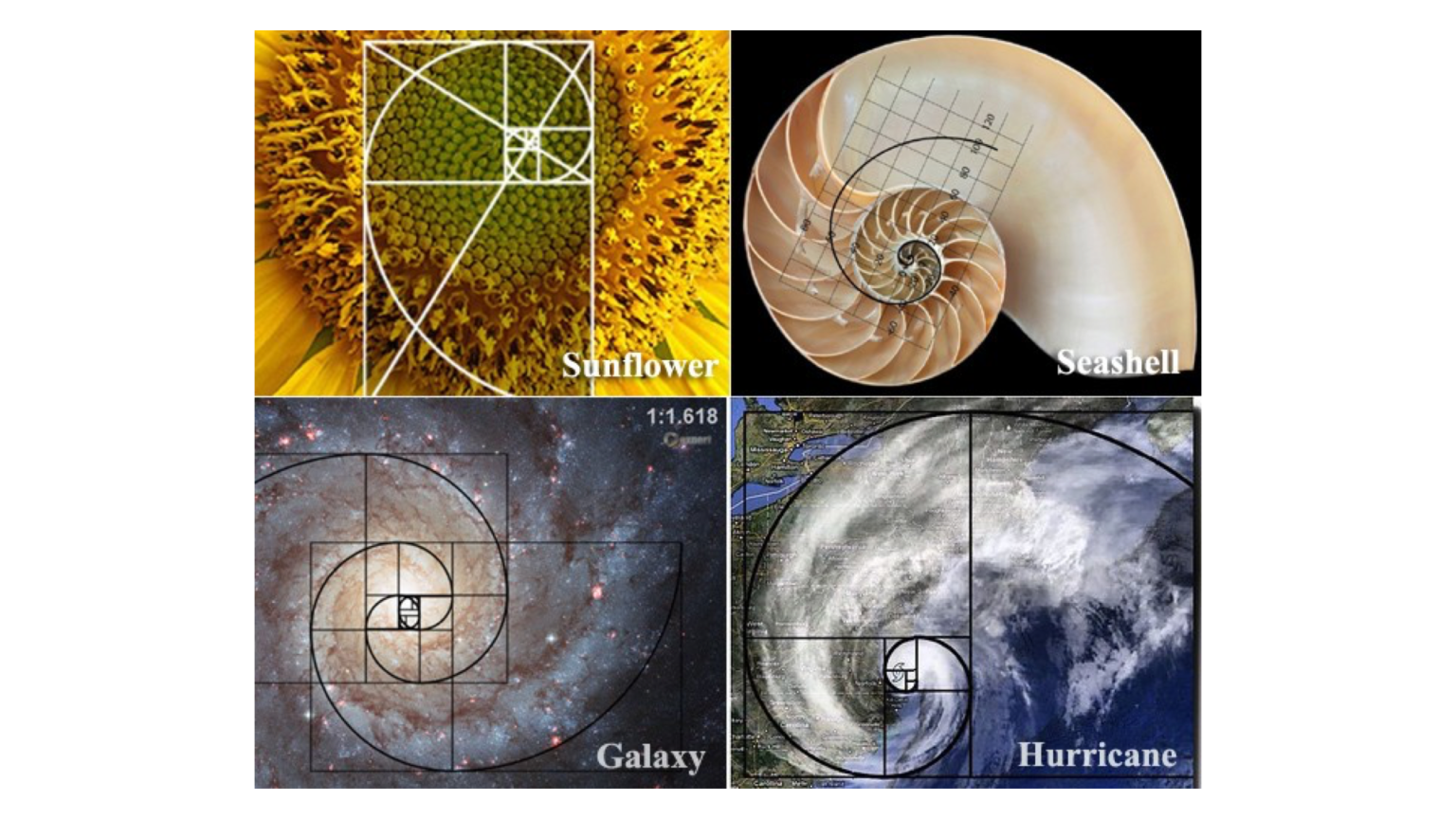 Leonardo Fibonacci – Maths Society